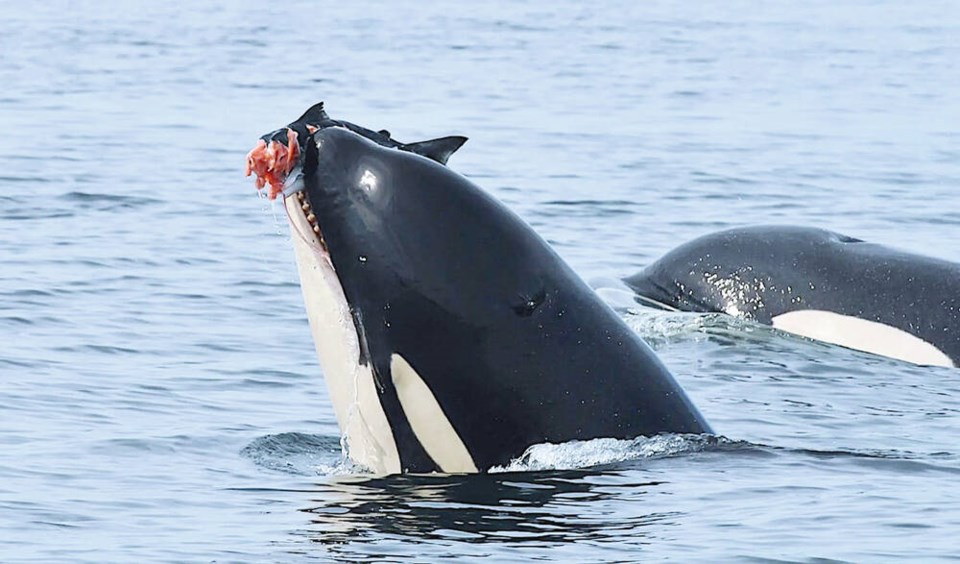 Fact over fiction: The realities of endangered killer whales - Victoria ...