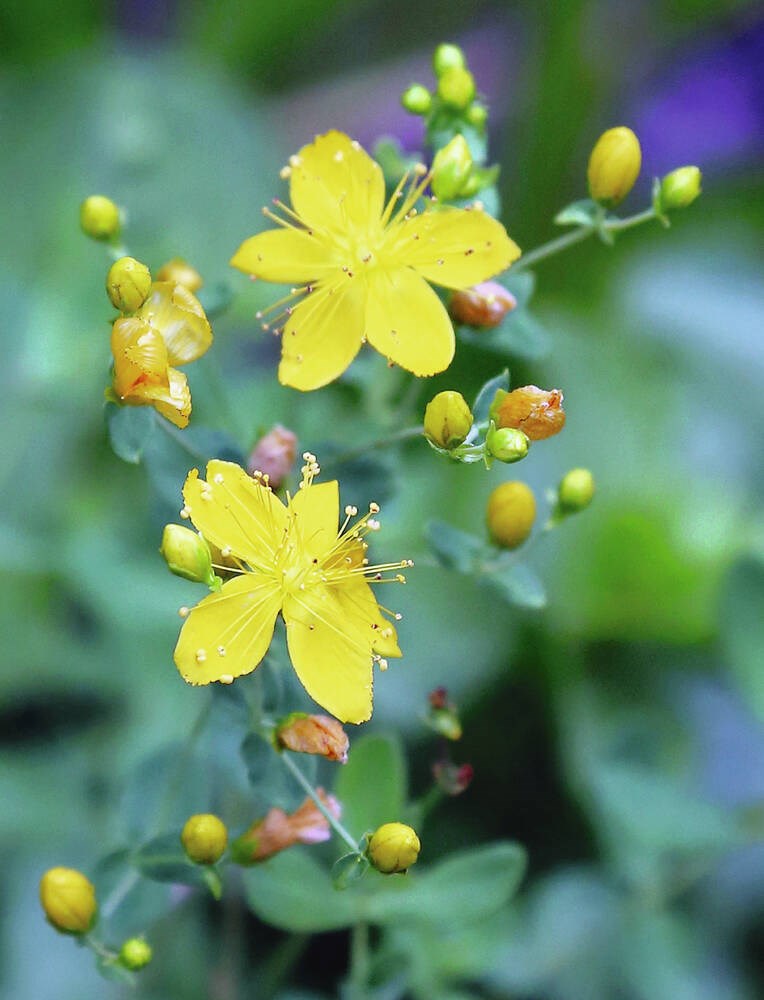 web1_st-johns_wort_flowers_buds_close