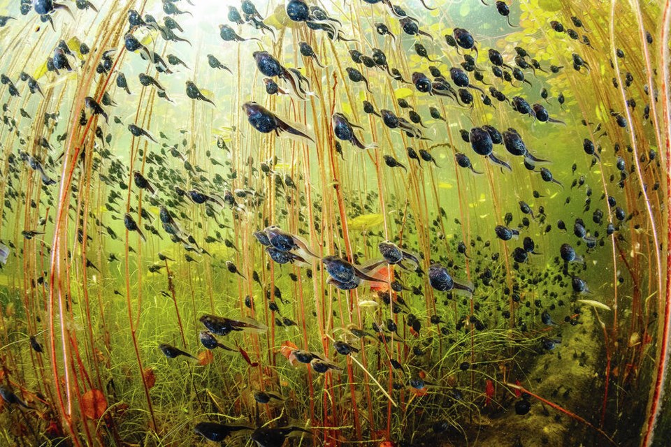 This image of western toad (Anaxyrus boreas) tadpoles among lily pads in Cedar Lake earned Shane Gross of Nanaimo the 
prestigious Wildlife Photographer of the Year Award in London. SHANE GROSS 