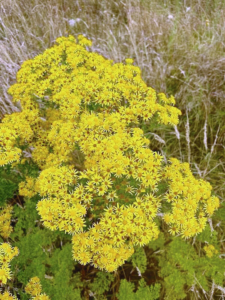 web1_tansy-ragwort