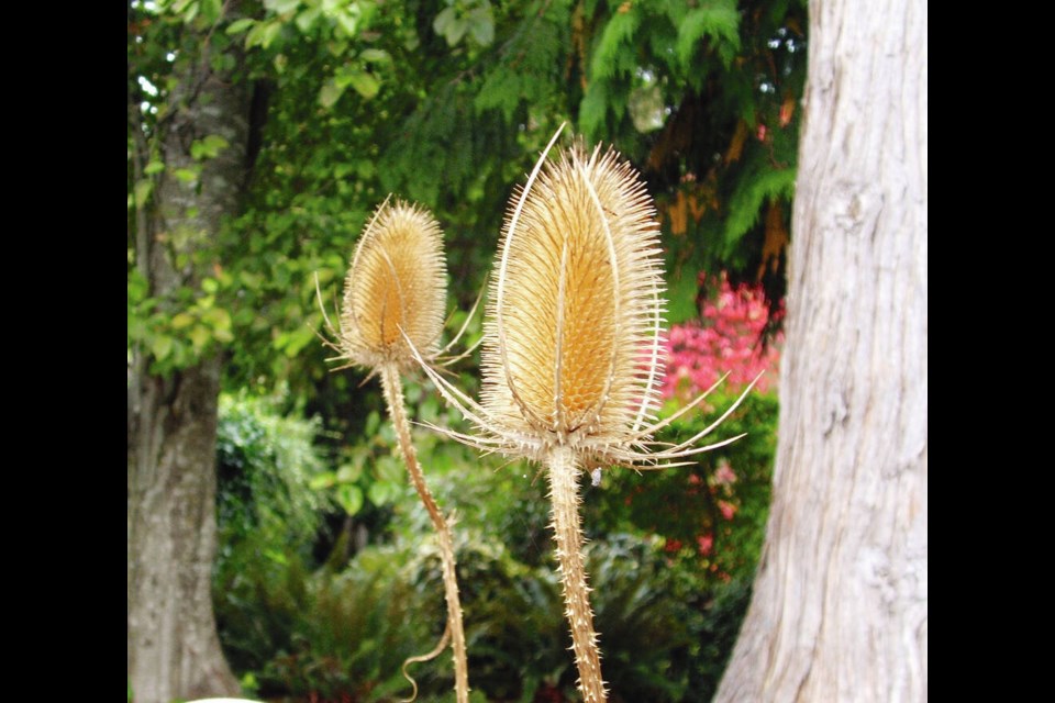 Teasel seed heads were once used to comb or “tease” wool prior to spinning. HELEN CHESNUT 