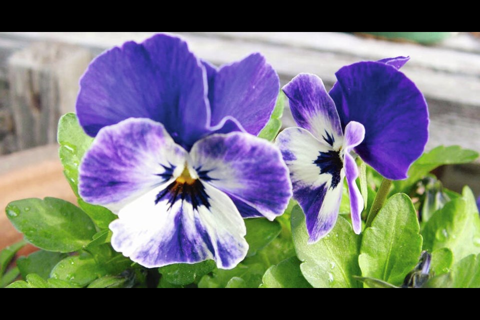 Delft Blue is an exquisite, award-winning viola. HELEN CHESNUT 