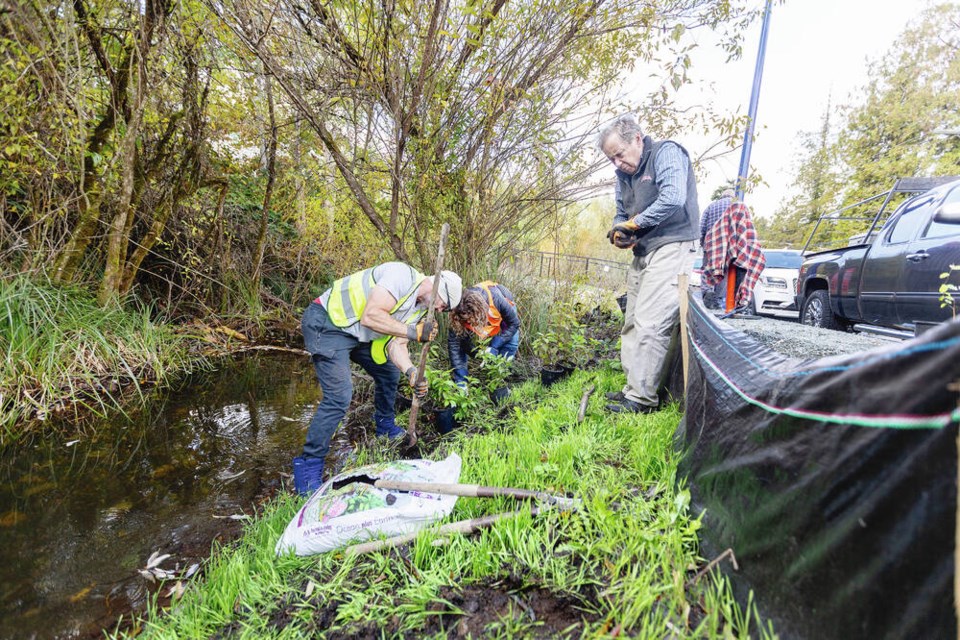 Volunteers with the Bilston Watershed Habitat Protection Association, from left, Mark Blackman, Lisa MacDonald and Charles Knighton get ready to plant native plants at Pritchard Creek at the corner of Klahanie Drive and Latoria Road in Langford on Thursday. DARREN STONE, TIMES COLONIST 