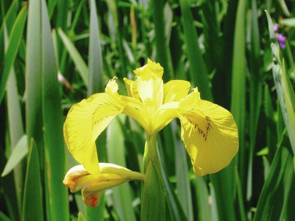 web1_yellow_flag_iris_-ssm-_2