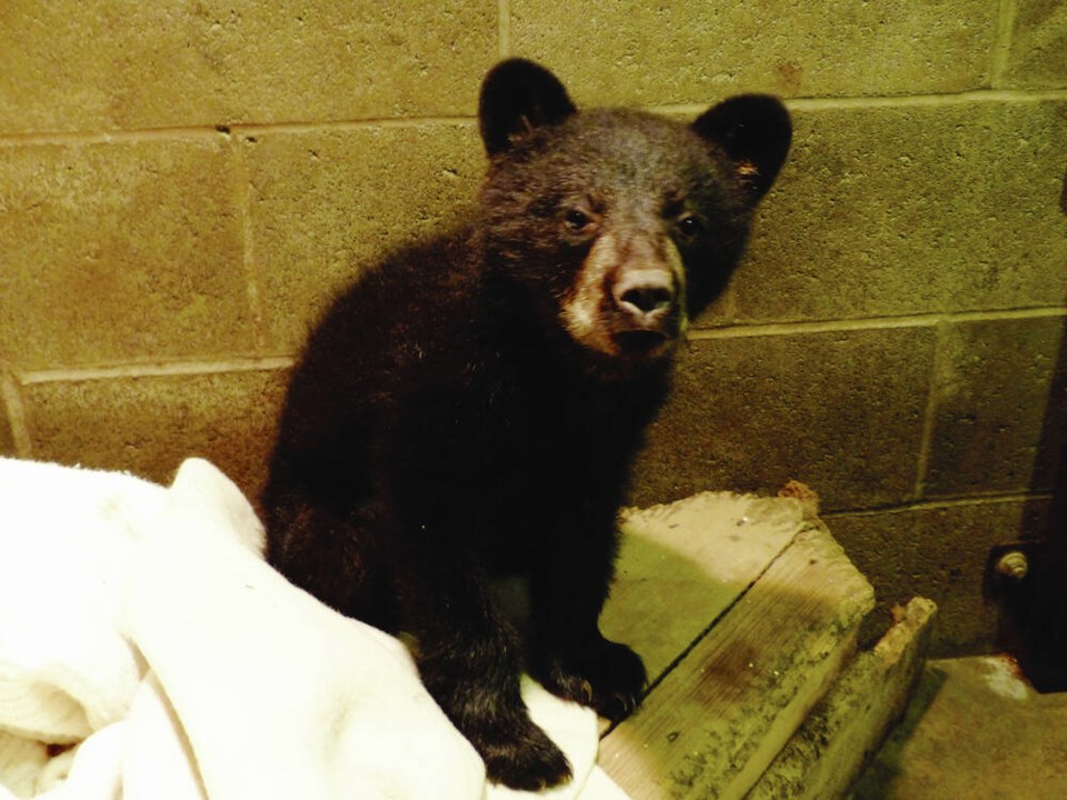 web1_11192024-vtc-news-bear-cubs