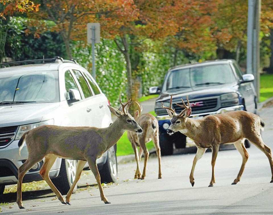 web1_a04-11072024-vtc-news-mean-deer