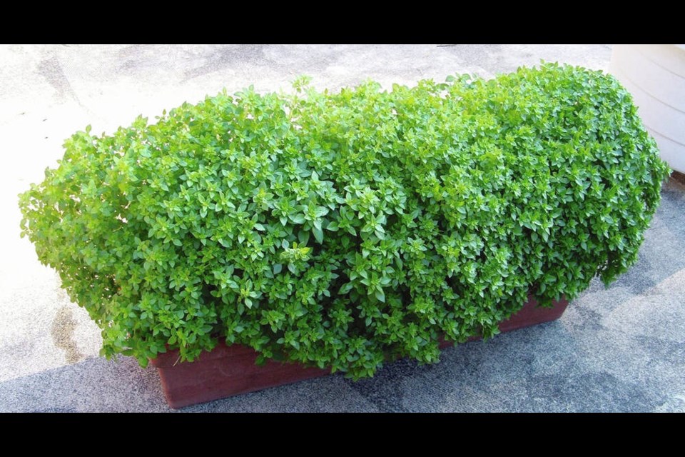 Dwarf, small-leaved basils in windowbox type planters develop into neat, aromatic little hedges with an abundance of flavourful leaves. HELEN CHESNUT 