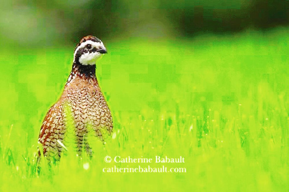 Male northern bobwhite, Colinus virginianus, on Vancouver Island. CATHERINE BABAULT 