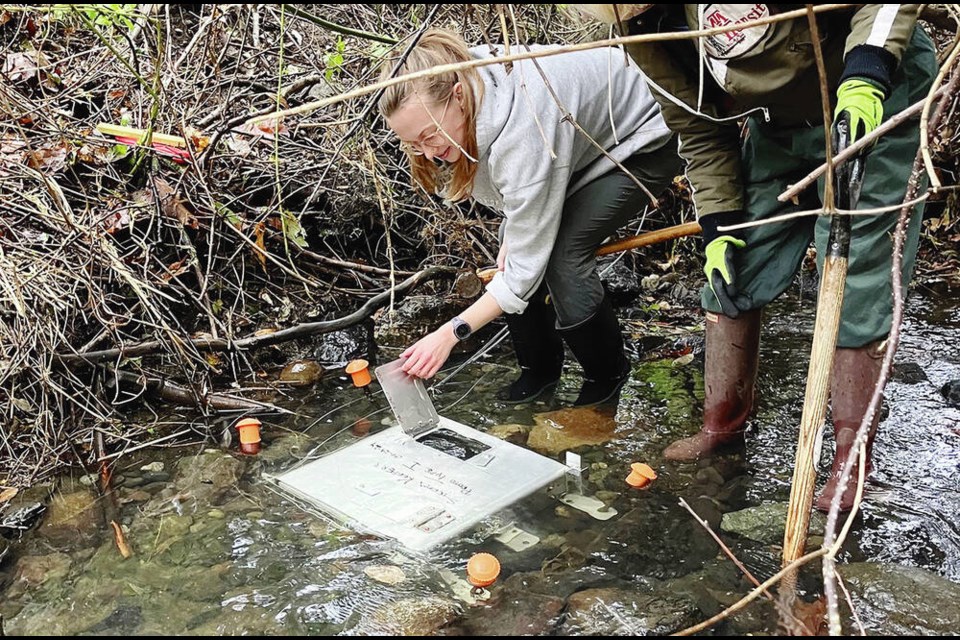 Friends of Bowker Creek Society volunteer Alison Weber checks an incubation box on the creek. SUBMITTED 