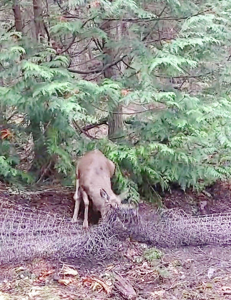 web1_deer-caught-in-netting-sidney-island-oct-2024