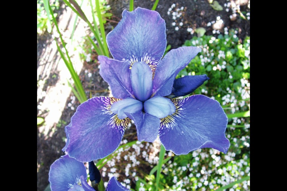 Blue is a classic, traditional colour in Siberian irises. HELEN CHESNUT 