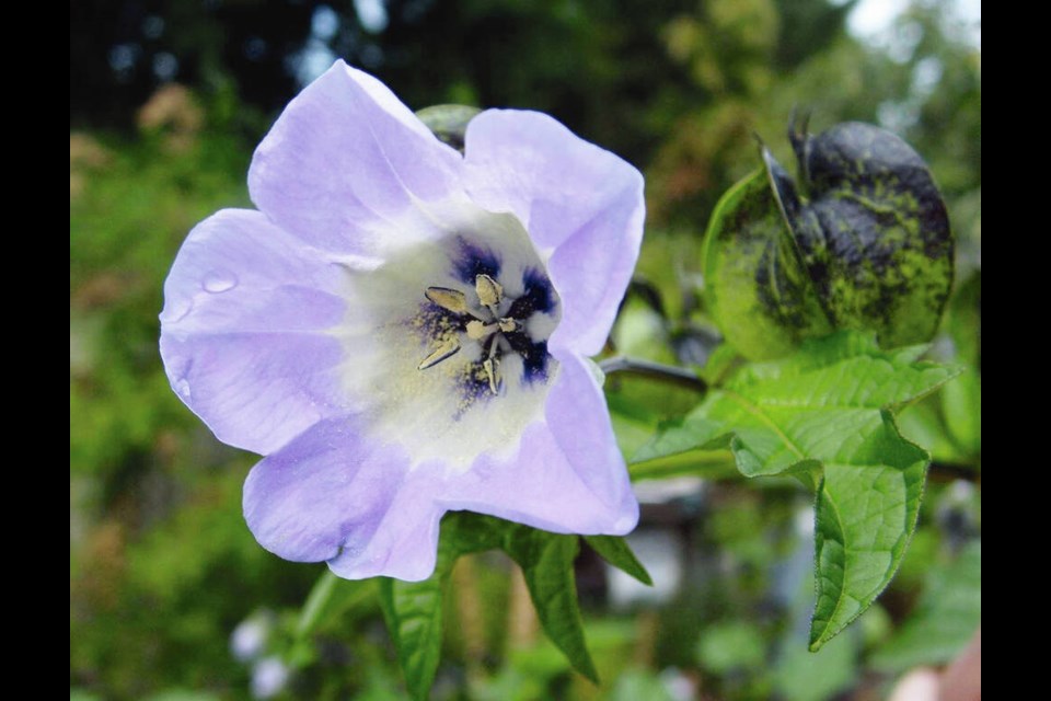 Nicandra (shoo-fly plant) is another enthusiastic self-seeder. It bears beautiful blue flowers on bushy plants.	HELEN CHESNUT 