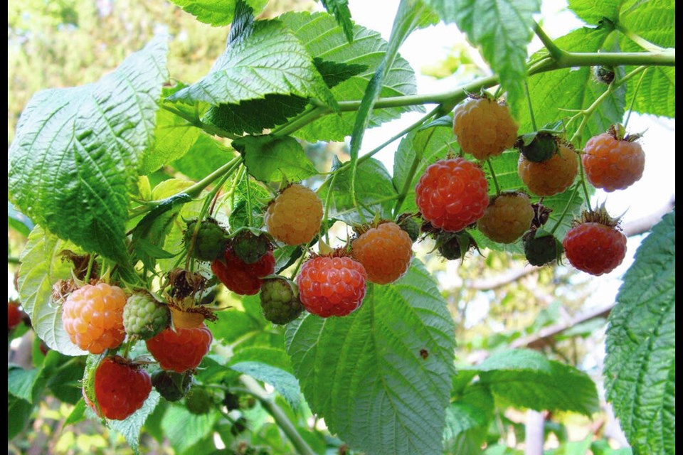 Because late summer and early autumn have been dry, warm and sunny, the second crop on these “ever-bearing” Fall Gold raspberries has been abundant and untouched by mould. Helen Chesnut photo. Garden column Saturday. Oct. 15. 