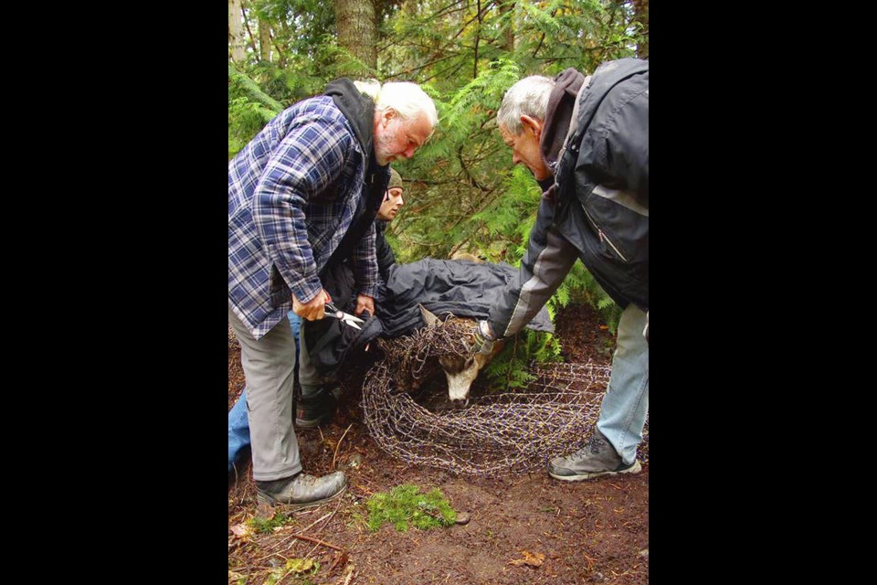 Sidney Island residents work to free a deer caught in netting. 