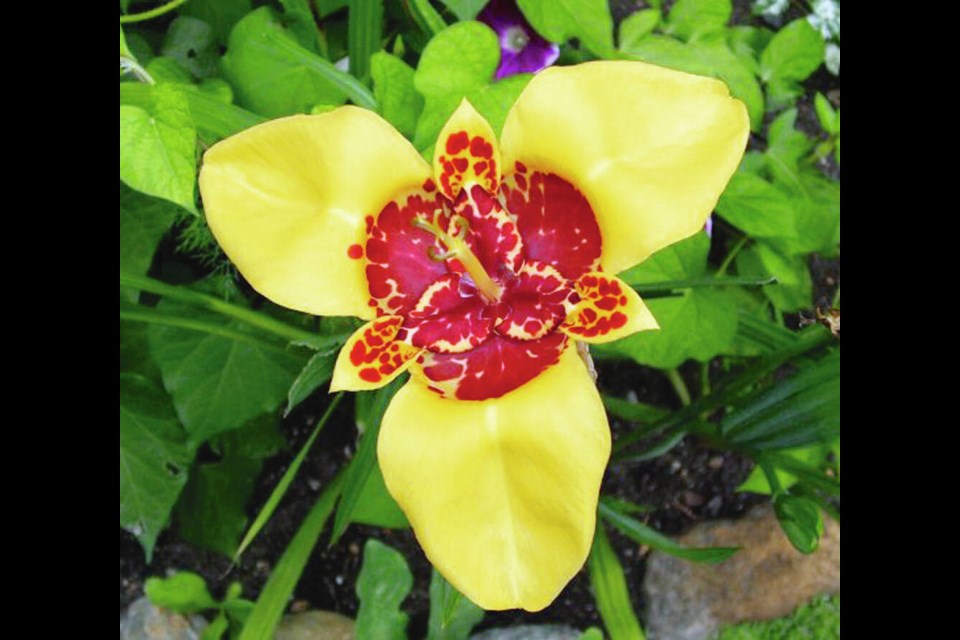 Tigridia flowers, grown from cold-tender bulbs, bloom in bold colours. KIM G. PHOTO 