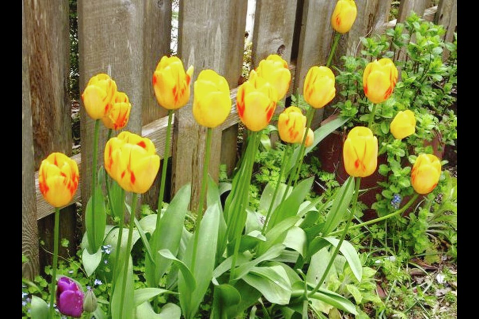 As a legacy of war, tulips are annual gifts of gratitude to Canada from the Netherlands. Canadian troops played a major role in liberating the Netherlands in the Second World War 