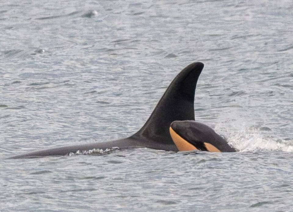 Endangered orcas’ newest calf is a female - Delta Optimist