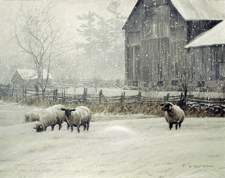 web1_bateman-snowy-sheep-in-barn-1982