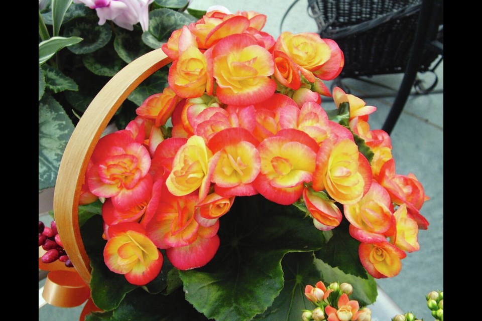 Rieger begonias are popular long-flowering plants to brighten the indoors on dark late autumn days. HELEN CHESNUT 