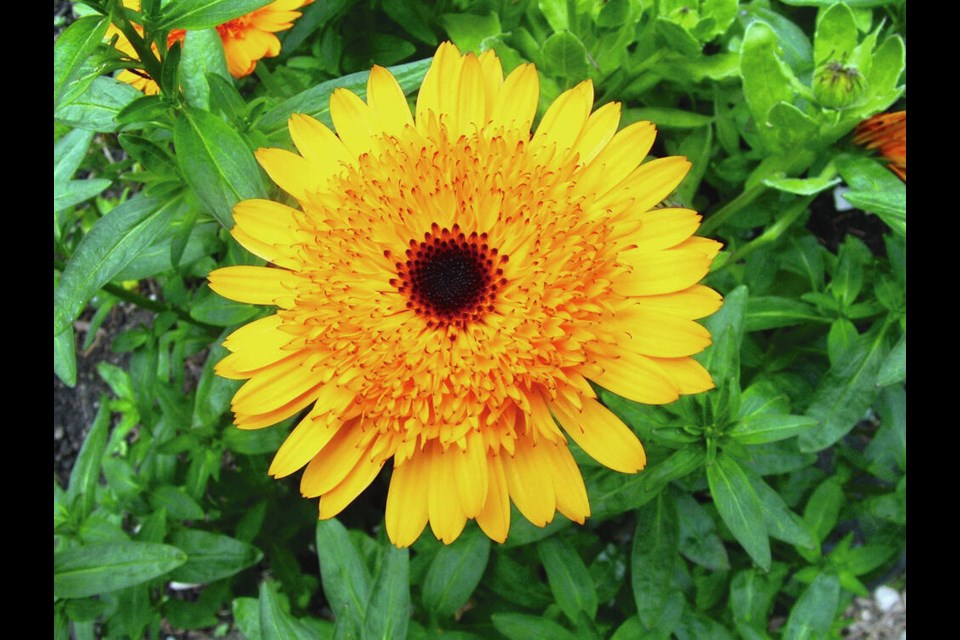 Depending on the variety and weather conditions, calendula plants can act as annuals or short-term perennials. This plant has over-wintered to bloom again in the spring. HELEN CHESNUT 