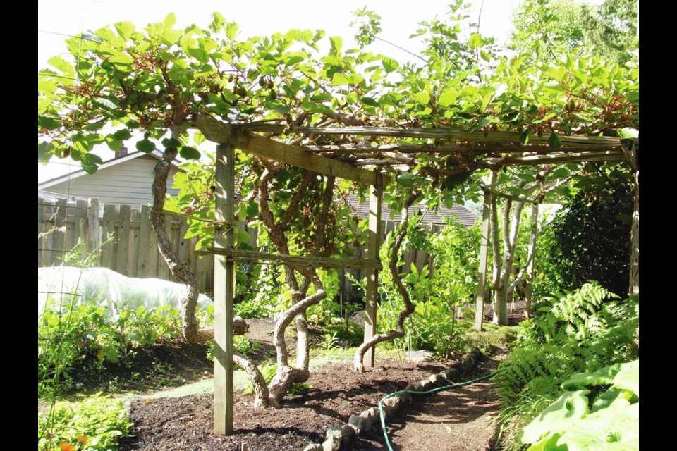 Prune kiwi vines in January, before the first hints of warmth cause sap to rise in the plants. Once that happens, pruning cuts bleed profusely. HELEN CHESNUT 