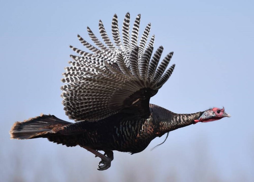 web1_wild_turkey_-25473218982-