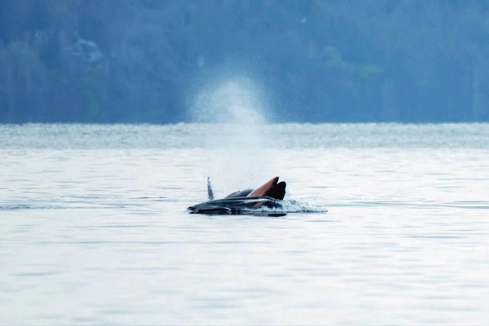 An orca known as J35 or Tahlequah carries her dead calf in the waters of the Puget Sound off Point Robinson, south of Seattle, on Jan. 1, 2025. AUDREY GAO 