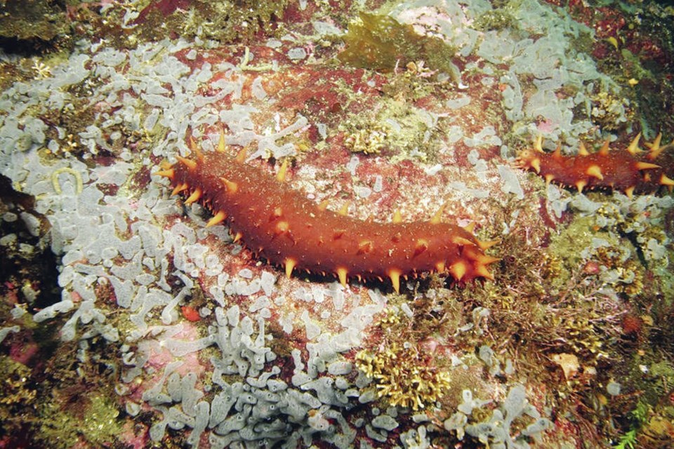 According to the saʴý Seafood Alliance, Pacific sea cucumbers are highly prized in China and Hong Kong for their nutritional value and medicinal uses. VIA FISHERIES AND OCEANS CANADA 