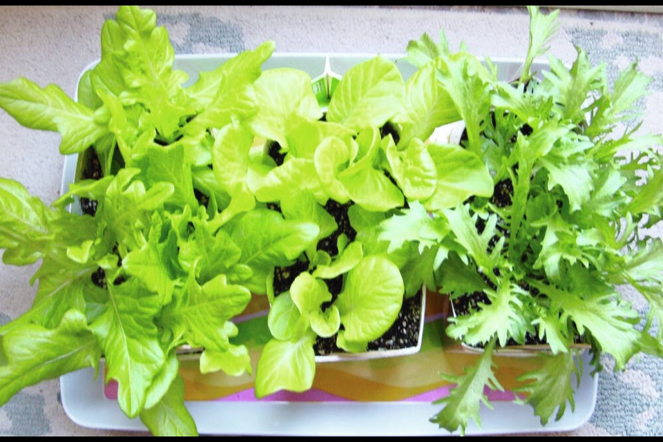 Baby Oak (leaf) lettuce, Tom Thumb (baby butterhead) lettuce and endive are compact salad vegetables suitable for growing in containers. These transplants are ready for transferring into patio planters. HELEN CHESNUT 