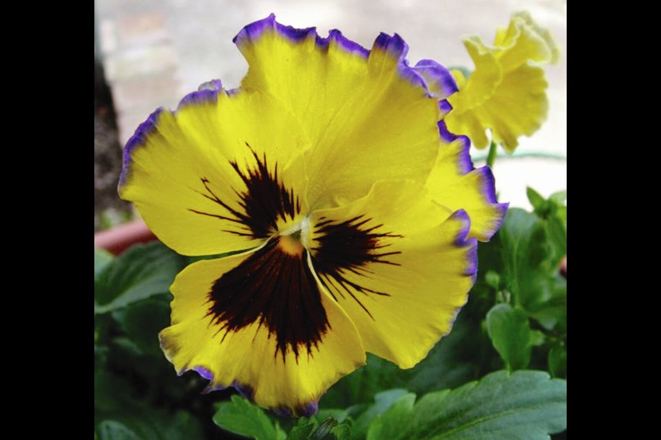 Pansy ‘Fizzy Lemonberry’ bears large blooms with rich lemon yellow blooms. The ruffled petals are edged in lavender. HELEN CHESNUT 