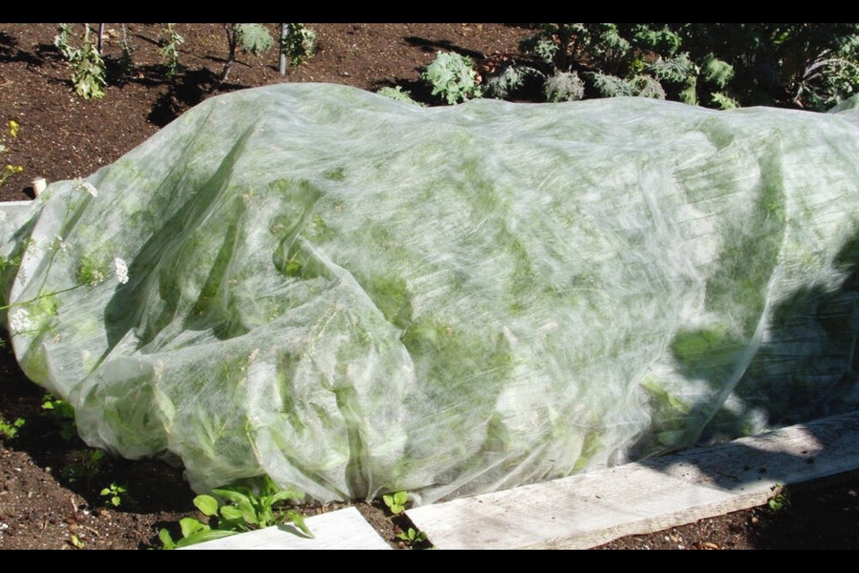 A floating row cover secured over a seeded carrot bed prevents rust flies from accessing the plants to lay eggs.	HELEN CHESNUT 