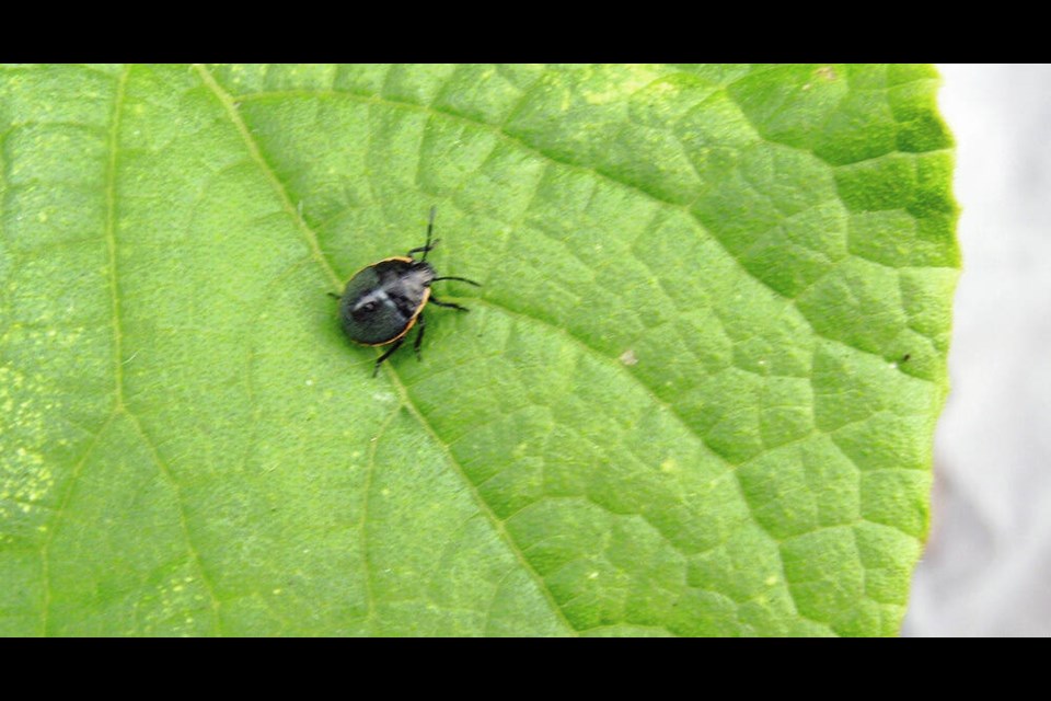 Stink bugs can damage fruit, berries and some vegetables. HELEN CHESNUT 