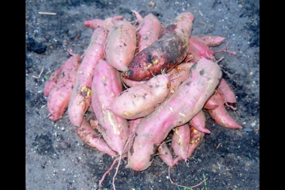 Confusion exists between sweet potatoes and yams. These are home-grown Georgia Jet sweet potatoes, a variety with orange flesh and reddish skin. HELEN CHESNUT 