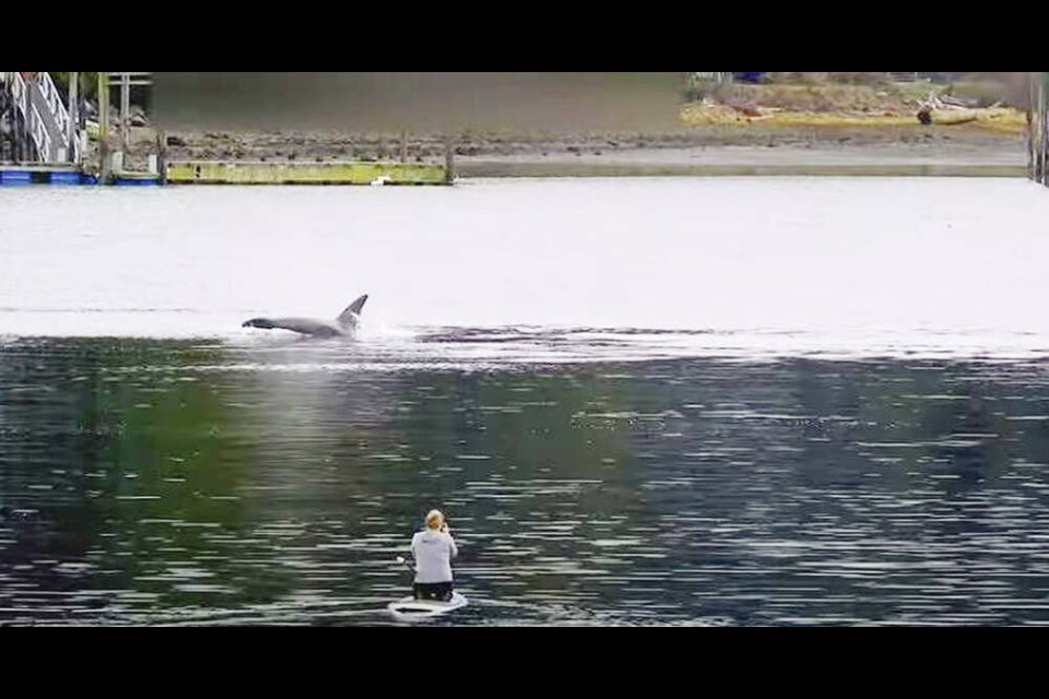 Christie Jamieson was captured on video paddleboarding toward a pod of transient killer whales in January 2021. She was convicted of violating federal regulations requiring vehicles to stay 200 metres away and ordered to pay a $2,500 fine. SCREENSHOT OF UKEETUBE/YOUTUBE