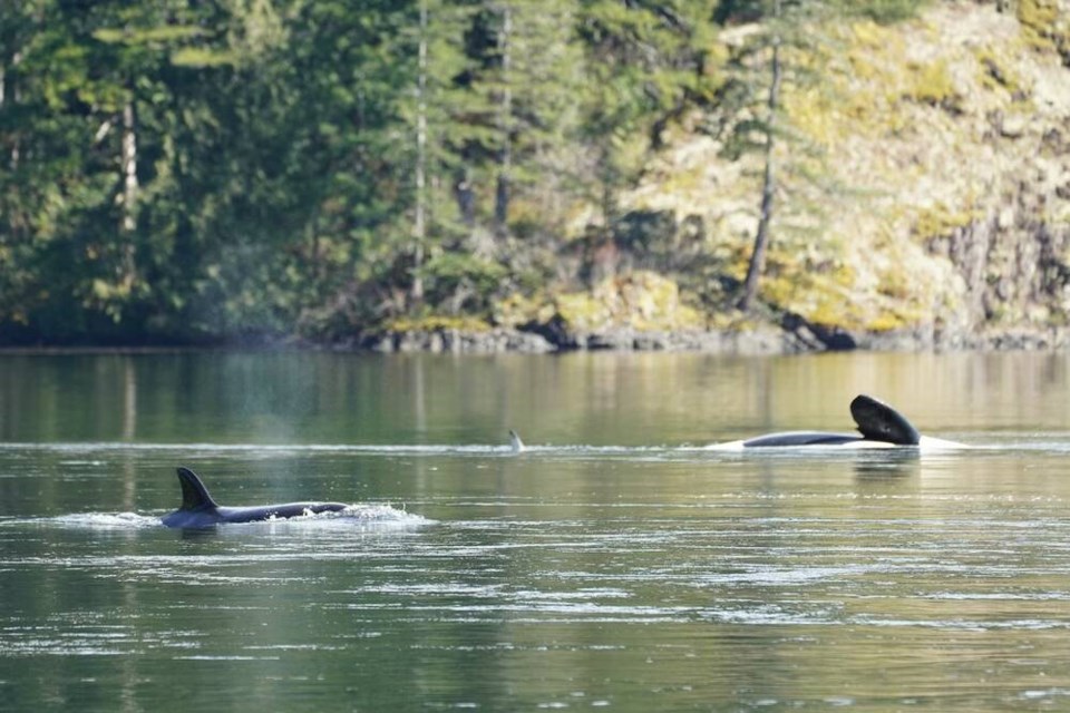 The two-year-old female orca, nicknamed Kwiisahi?is, or Brave Little Hunter, by the Ehattesaht/Chinehkint First Nation, came to international attention a year ago when she refused to leave her mother, right, who drowned after getting stuck on a gravel bar. JARED TOWERS, BAY CETOLOGY 