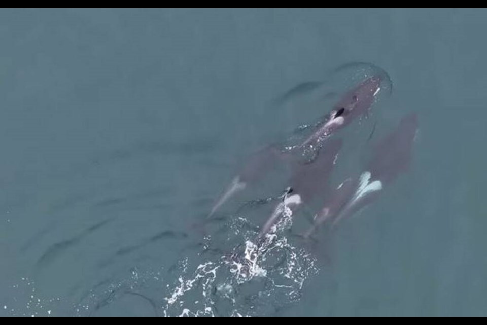 Aerial observation clip from the Center for Whale Research shows southern resident pod members J41, J51, J58, and J56 socializing with J41’s newest calf, J62. SCREEN SHOT VIA CENTER FOR WHALE RESEARCH 