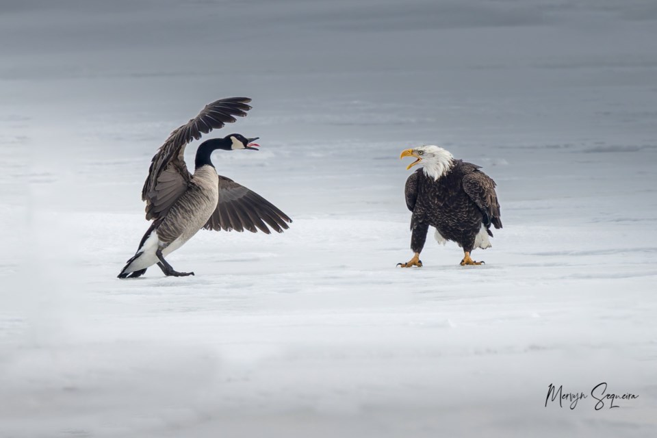 Canada goose vs. bald eagle: A symbolic bird battle on Lake Ontario ...