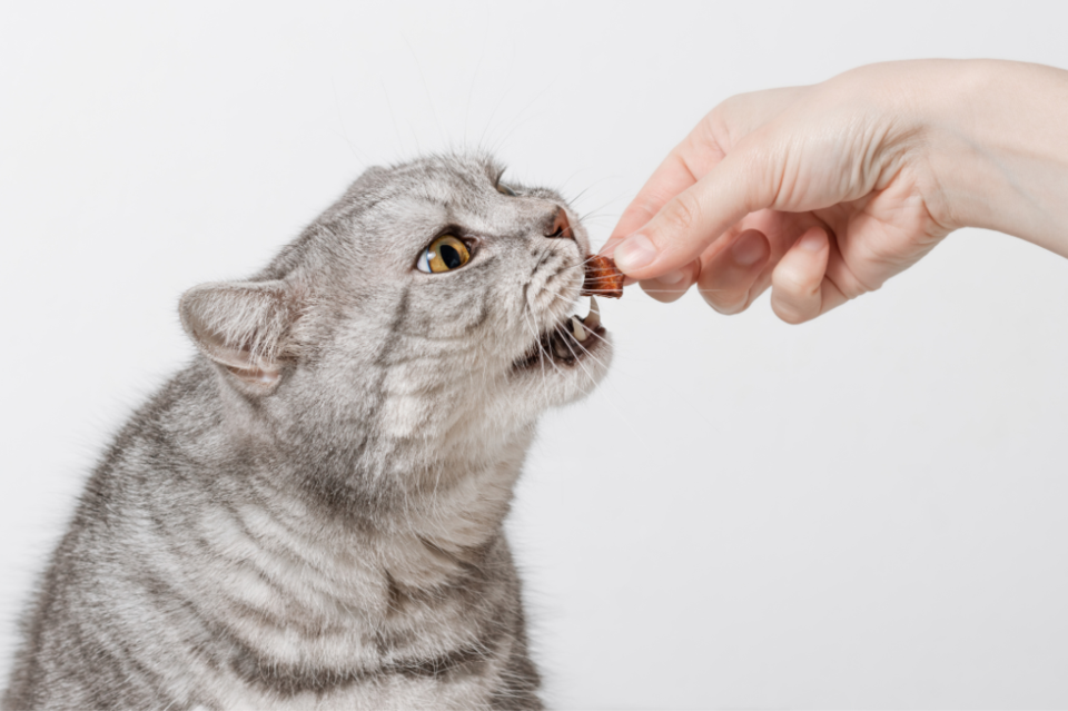 cat-treat