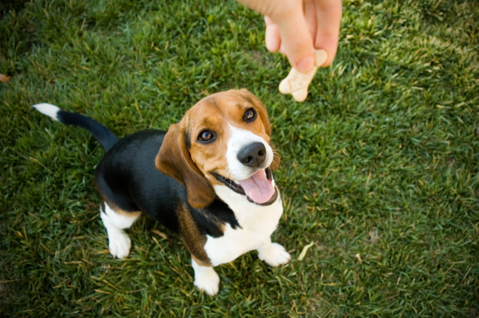 pet-treats