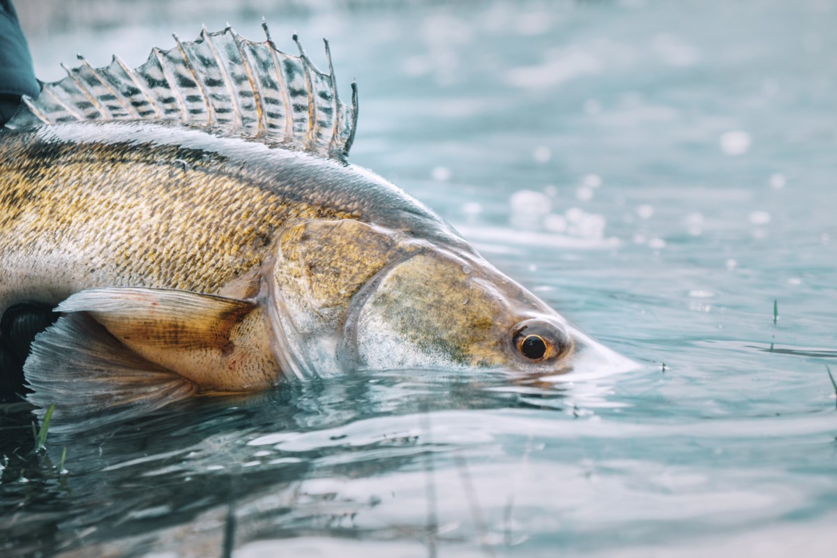 Top picks for walleye - Ontario OUT of DOORS