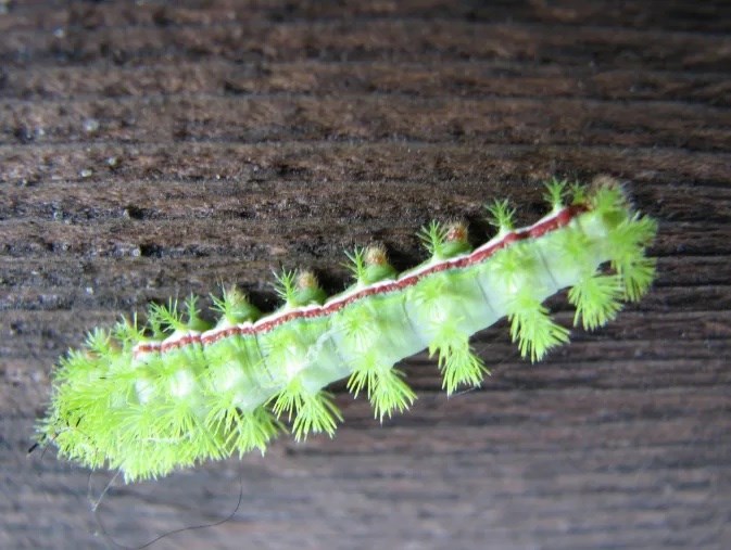 wikipedia_io_moth_caterpillar