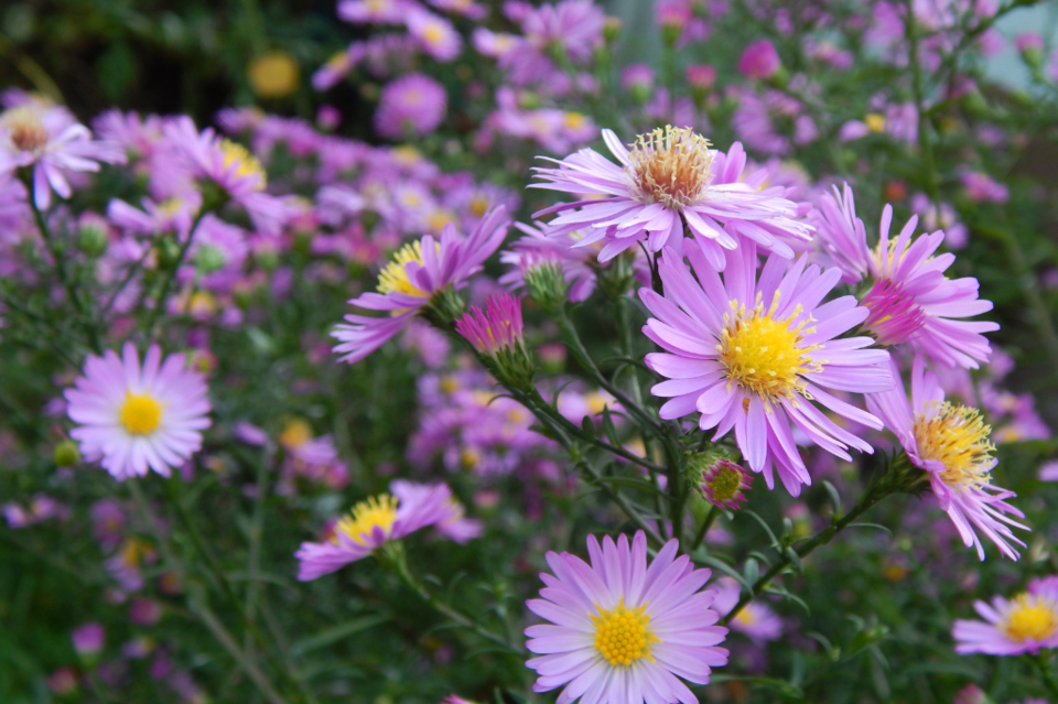 asters