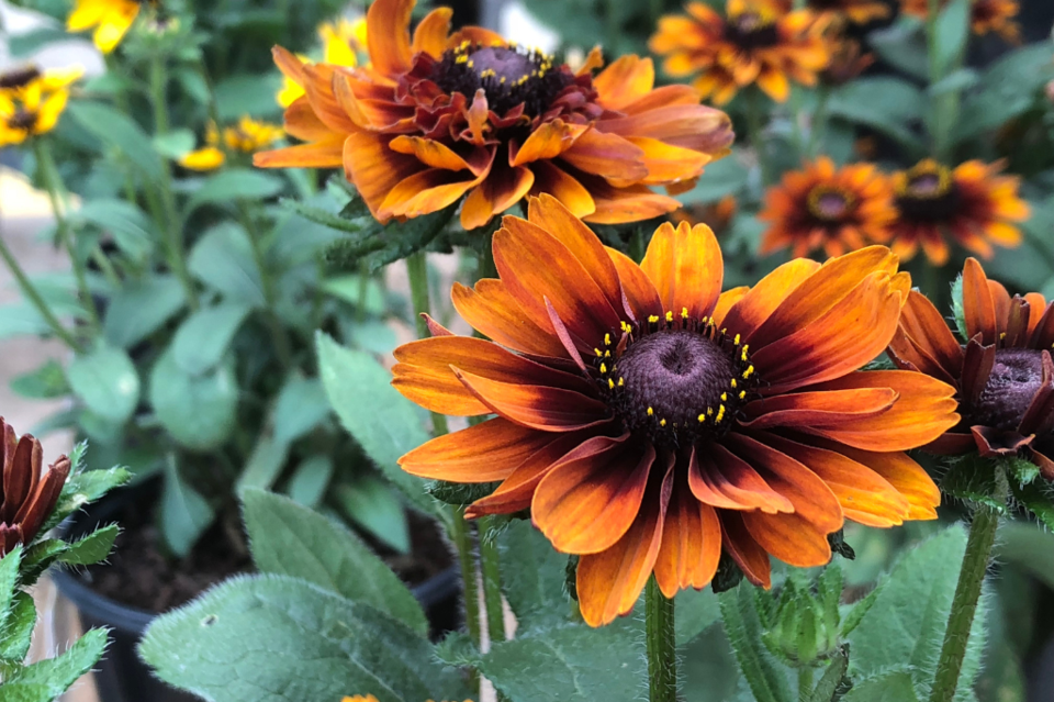 cherokee-sunset-rudbeckia