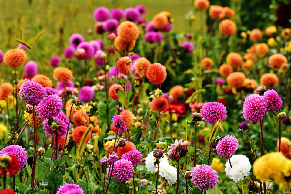 dahlias