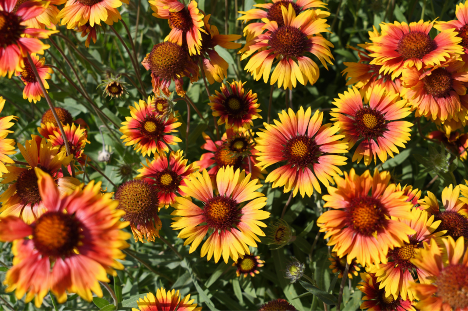 helenium