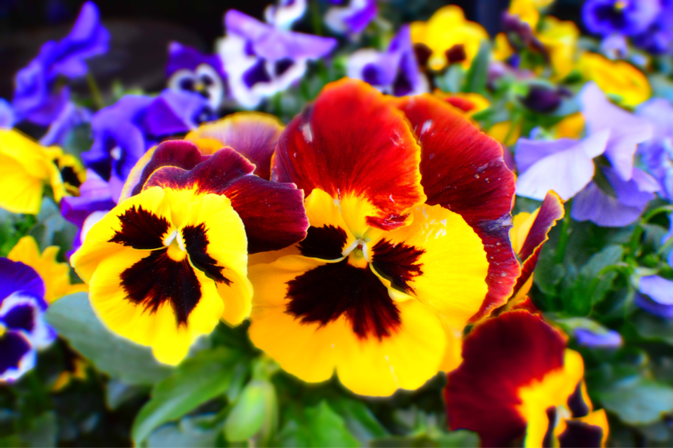 pansies