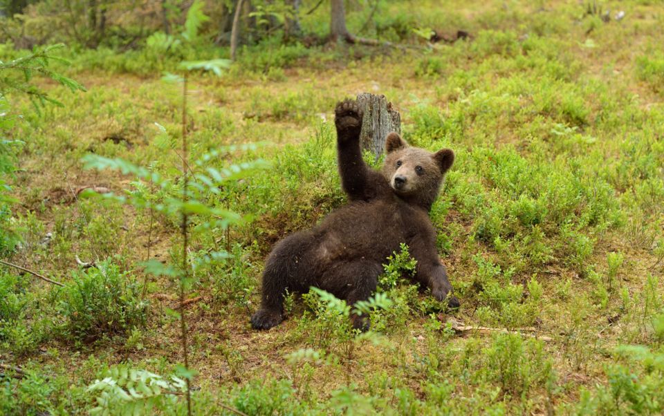 bear-waving