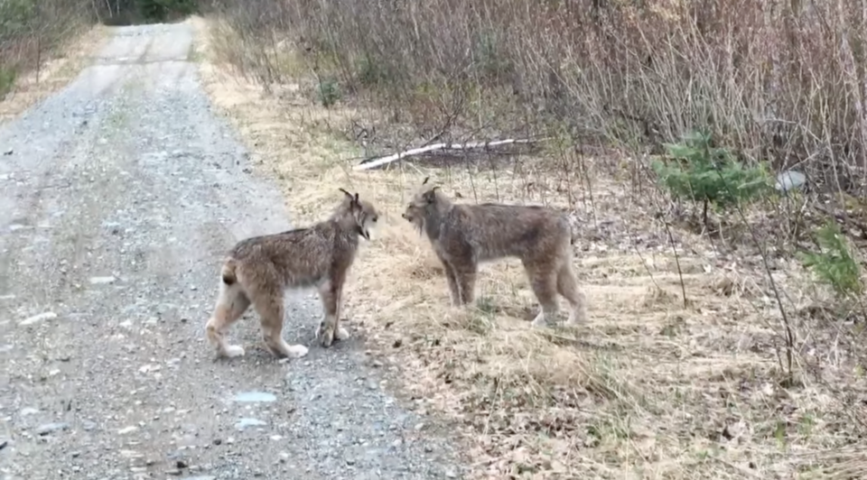 lynxes