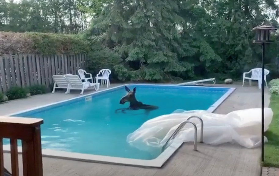 moose_pool