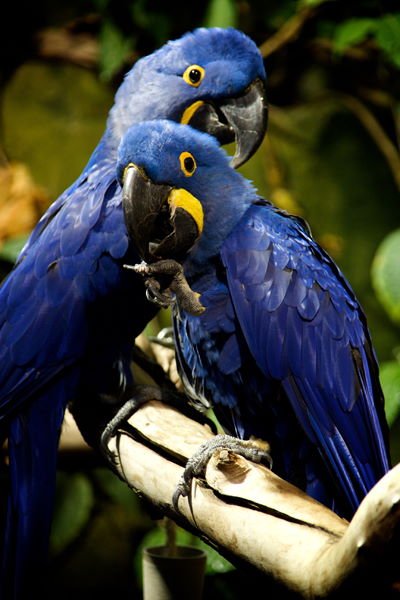 Discovering the Amazon at the Aquarium - Vancouver Is Awesome